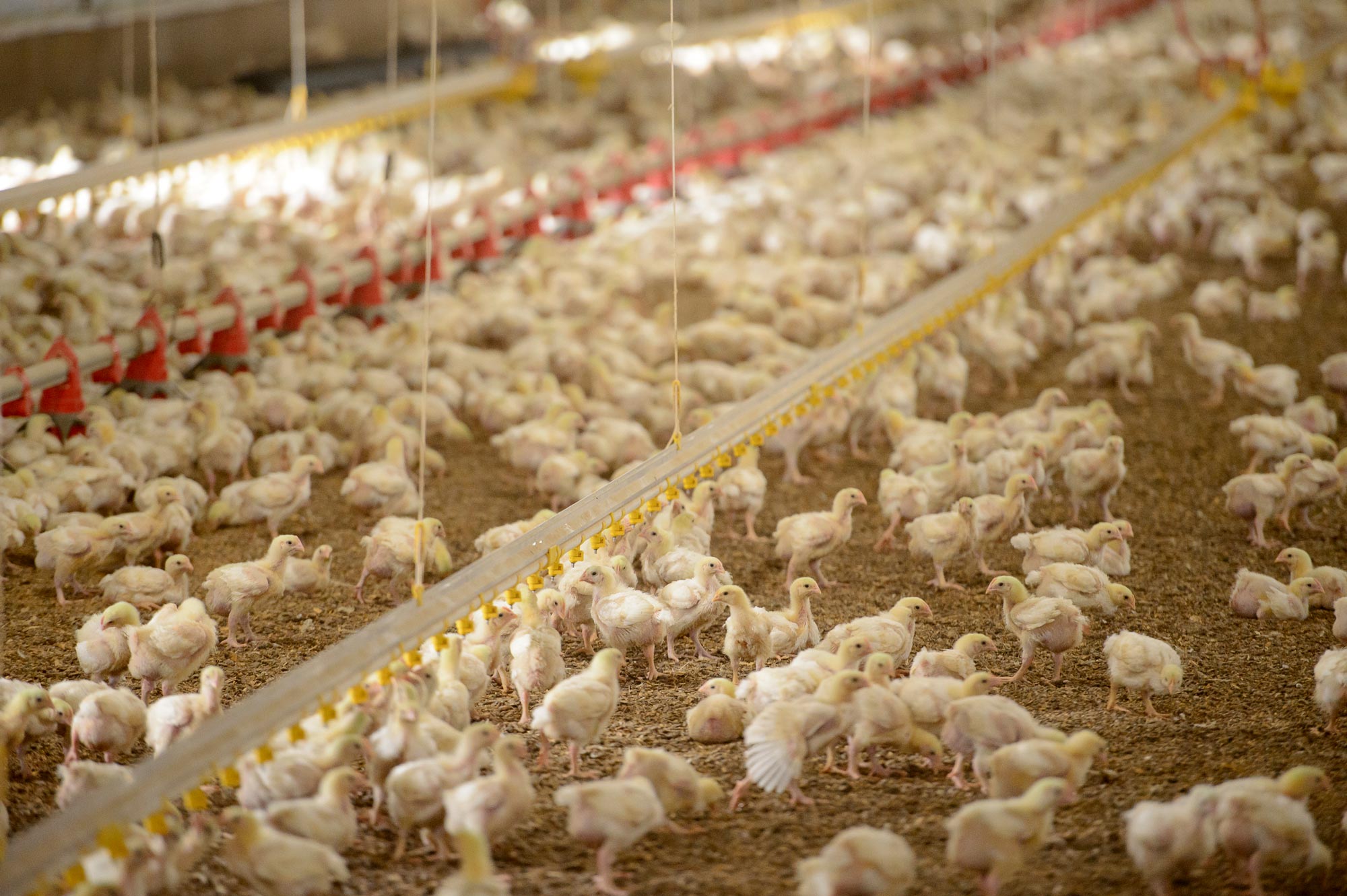 Poultry Suppliers JBS USA Sustainability Report