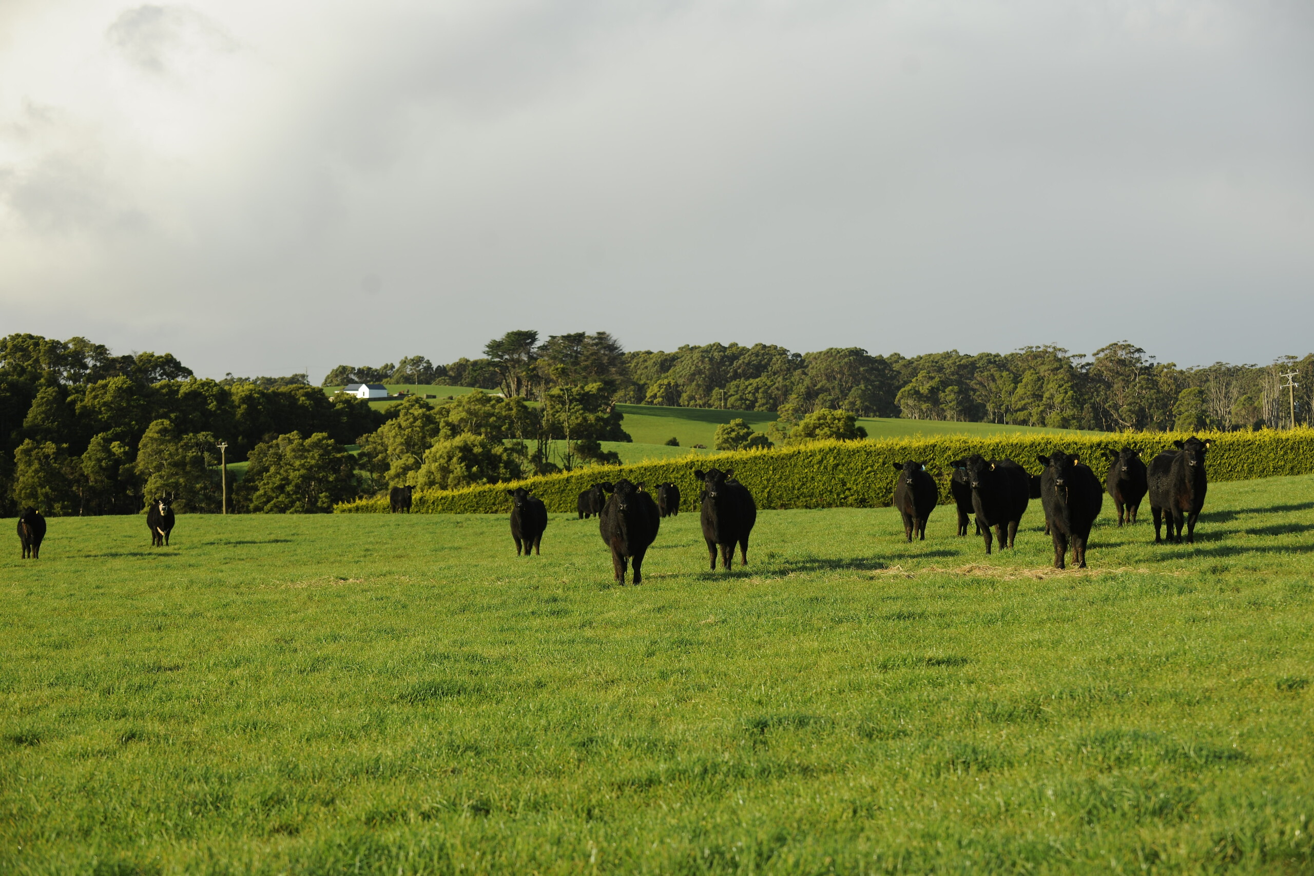 Beef and Lamb Suppliers | JBS USA | Sustainability Report